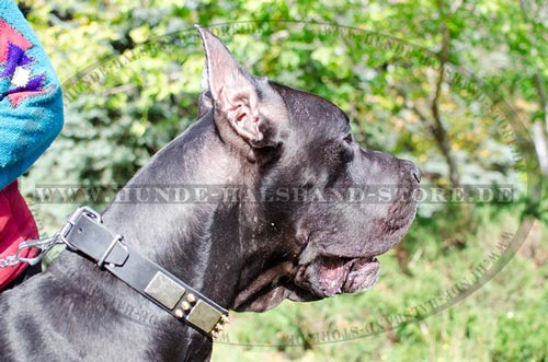 Designer Halsband für Dogge