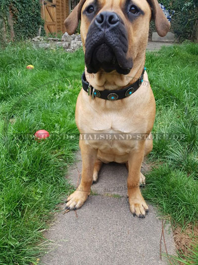 Hochwertiges
Halsband mit Dekor am Hund