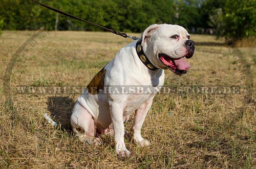 enzigartiges Halsband am Hund