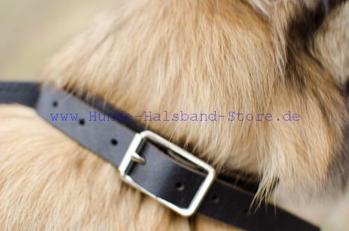 Hundehalsband 2 in 1 