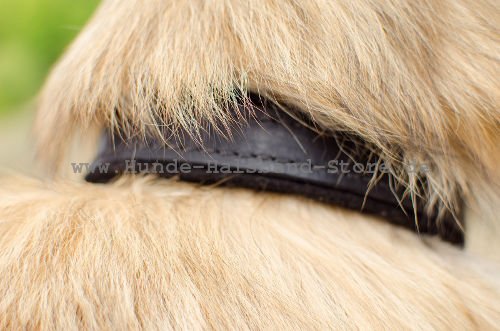 hochqualitatives Hundehalsband aus Leder