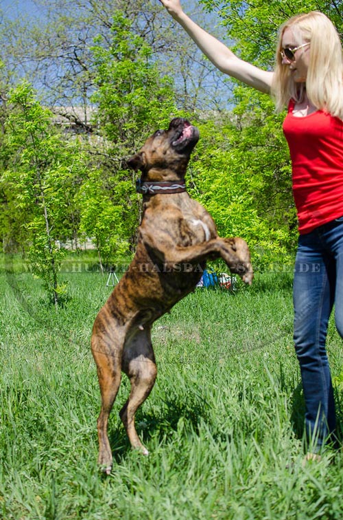 Halsband für Boxer 