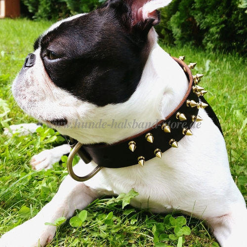 Halsband für Boston Terrier mit Spikes