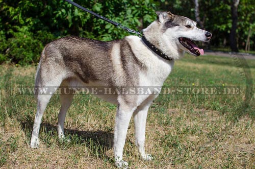 Hundehalsband für Husky mit Schmuck