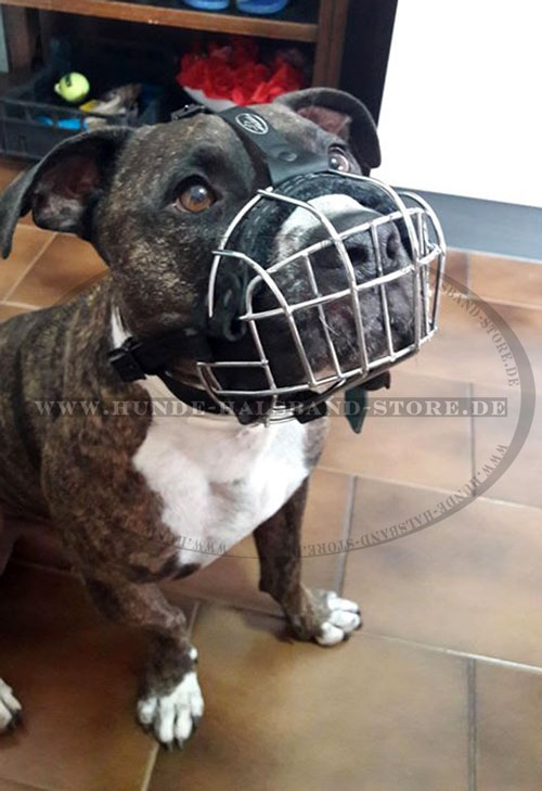 bester Maulkorb aus Draht am Pitbull