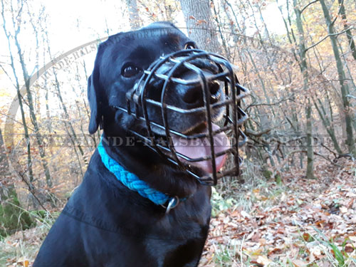 Hunde
Maulkorb mit schwarzem Gummi