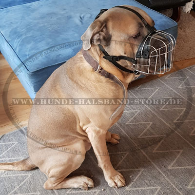 Maulkorb aus Draht am Cane Corso