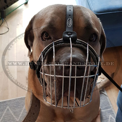 Drahtmaulkorb am Cane Corso