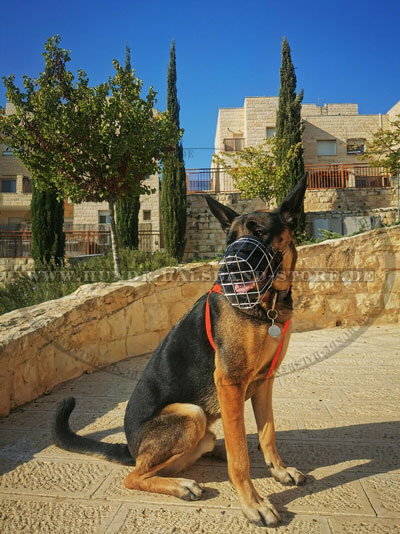 Hunde Maulkorb  am Deutschen Schaeferhund