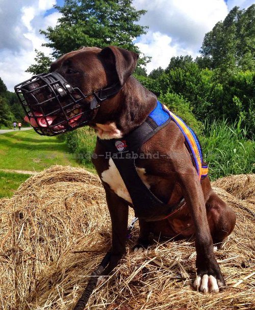 Hunde
Maulkorb fest