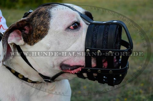 Beisskorb fuer amerikanische Bulldogge