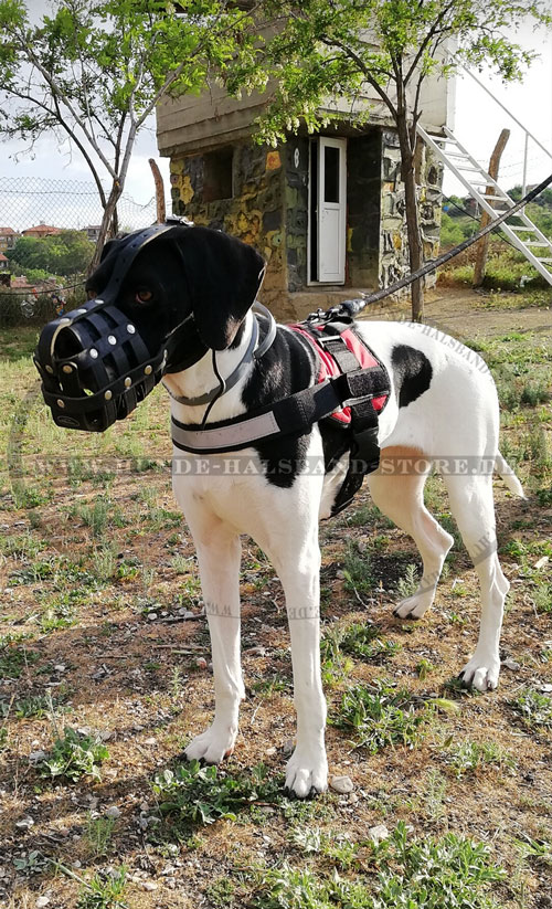 Hunde Maulkorb weich gepolstert am Hund