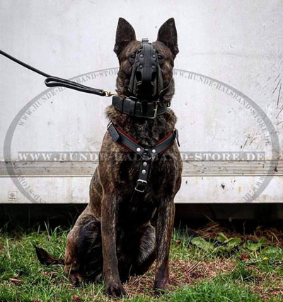 Hunde Maulkorb belüftet am Hund