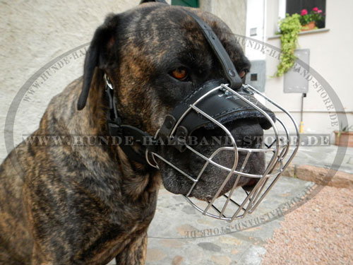 Maulkorb aus Draht am Cane Corso