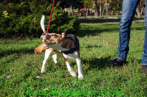 Hunde
Spielzeug aus Gummi und Hund