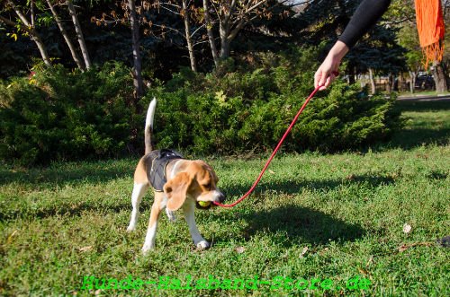 Hunde
Spielzeug während dem Spiel