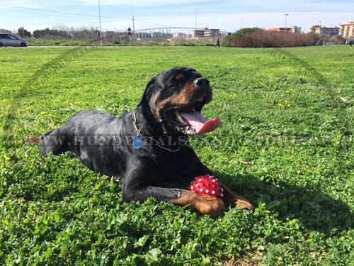 Hundespielzeug aus Gummi mit Ton