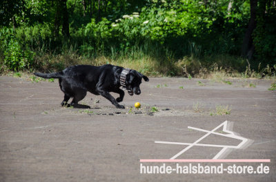 Hundespielzeug mit Glöckchen innen fuer Ihren Hund