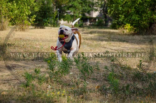 Hunde Ball
aus Gummi fuer amerikanische Bulldogge