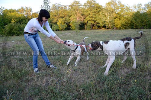 Hunde Ball
aus untoxischem Gummi