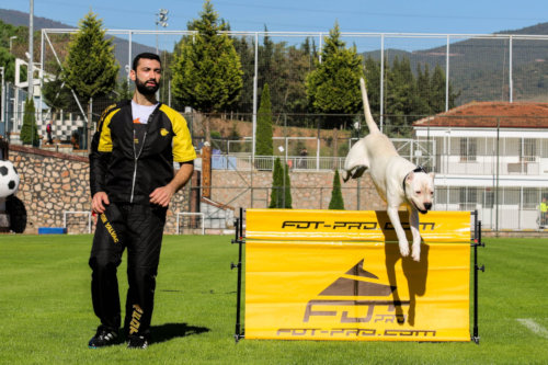 Schutzhund
Sprung Hürde