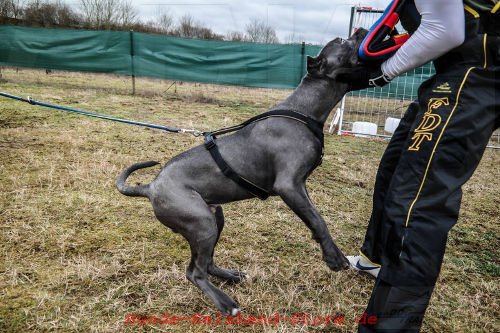 Beißkeil  währende dem Training 