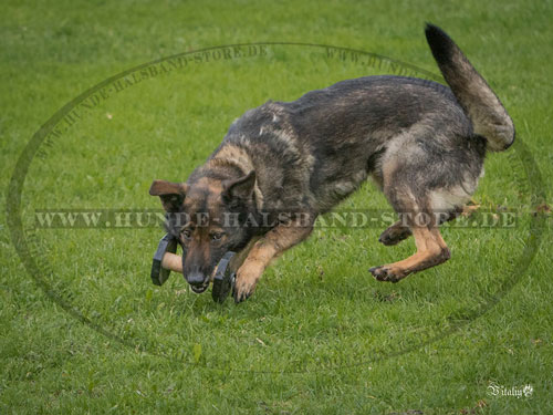 IGP Hundehantel fuer Hund