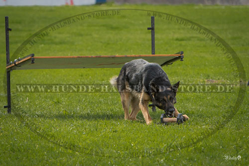 praktische Hundehantel fuer Hund