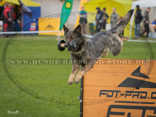  Sprunghürde Fordogtrainers