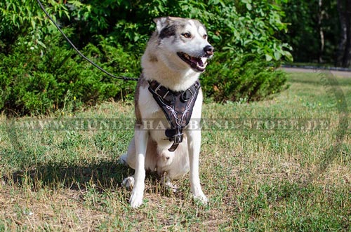 Hundegeschirr aus Leder für jeden Tag