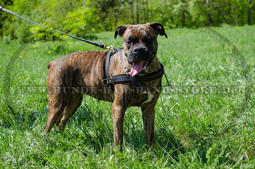 Hundegeschirr aus Leder für jeden Tag