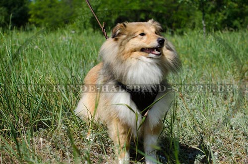 Hundegeschirr aus Leder für jeden Tag