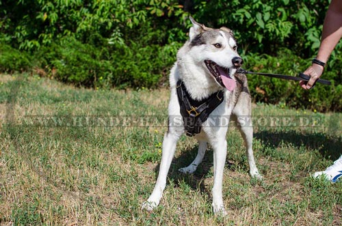 Hundegeschirr aus Leder für jeden Tag