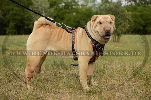 Hundegeschirr für jeden Tag