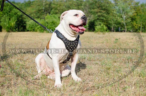 Hundegeschirr aus Leder per Hand geschmueckt