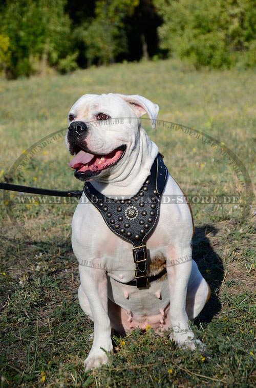 edles amerikanische Bulldogge Geschirr