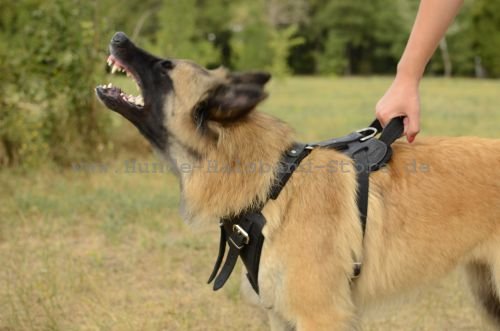 Hundegeschirr mit Handschlaufe am Hund