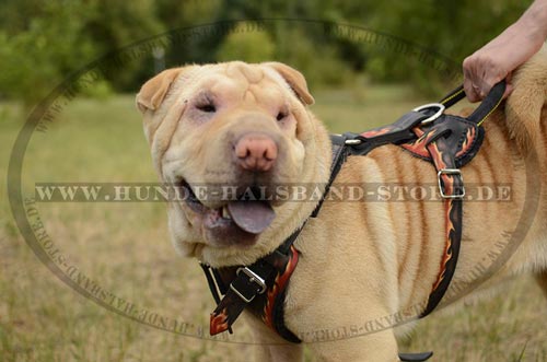 Hundegeschirr aus Leder für jeden Tag