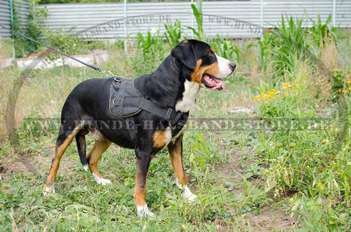 Hundegeschirr aus Nylon für jeden Tag