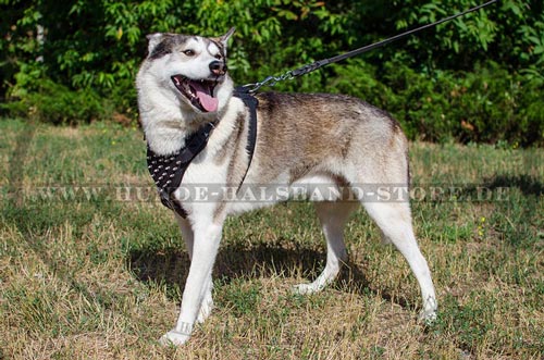 Hundegeschirr aus Leder für jeden Tag