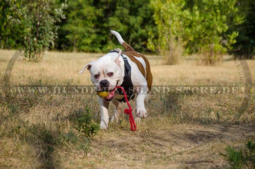 erstklassiges Hundegeschirr Allwetter