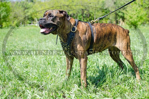 Hundegeschirr aus Leder für jeden Tag