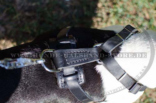 Hundegeschirr aus Leder hochwertig