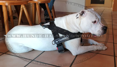 Nylon Geschirr am Bulldogge 