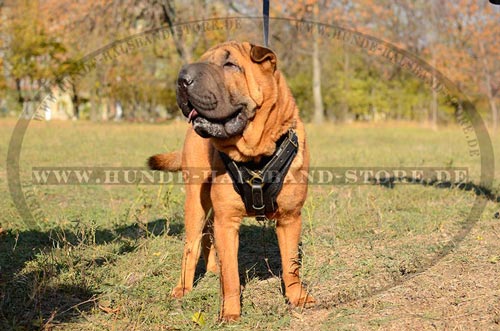 Hundegeschirr aus Leder für Training und Dienst