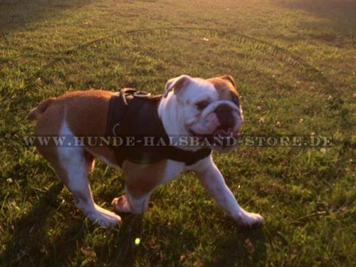 Geschirr aus sicherem Nylon fuer Englische Bulldogge