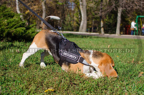 Hundegeschirr mit Handschlaufe am Beagle