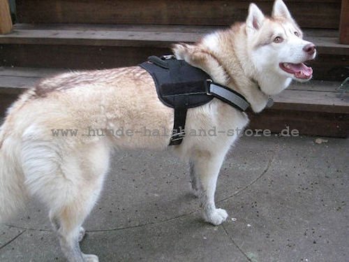 Hundegeschirr aus Nylon für jeden Tag