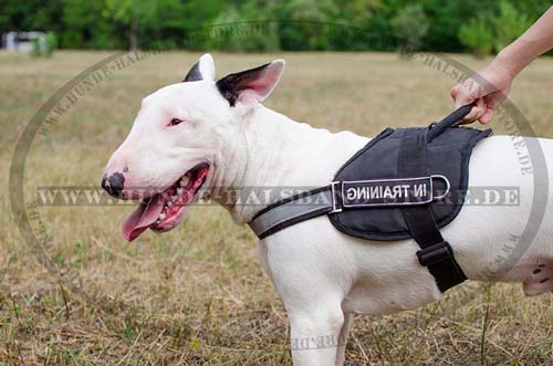 Alltag Hundegeschirr für Bullterrier