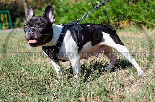 Schönes
Hundegeschirr aus Leder